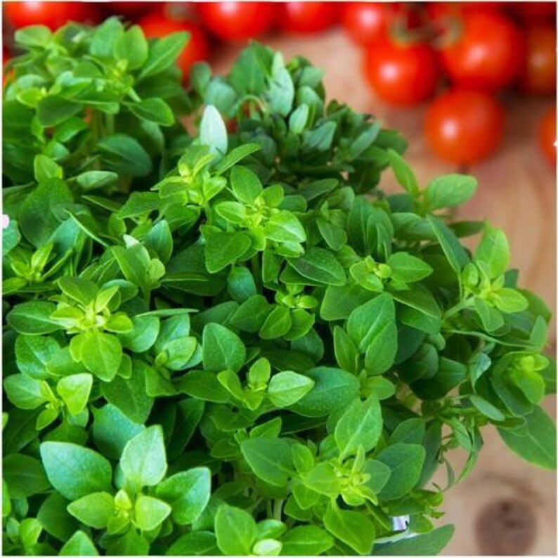 Perennial 200herb Italian Oregano Seeds Zones 4 10. 93 Etsy