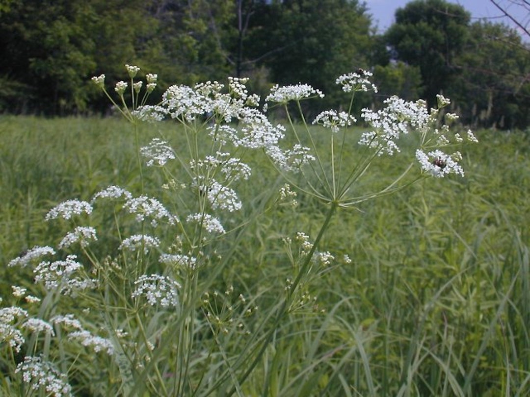 50 Perennial Wild Dill Seeds Zone 49 09 Etsy