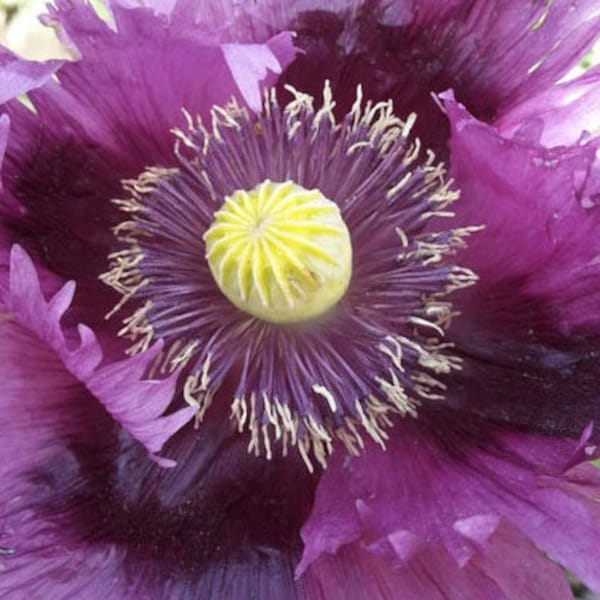 100+ Jimi'purple haze poppy seeds