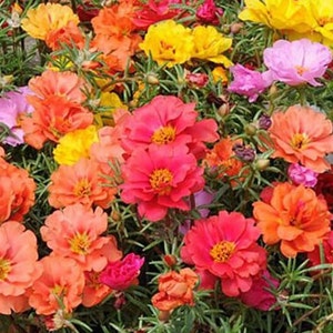 200 Double portulaca Mix moss rose Seeds image 1