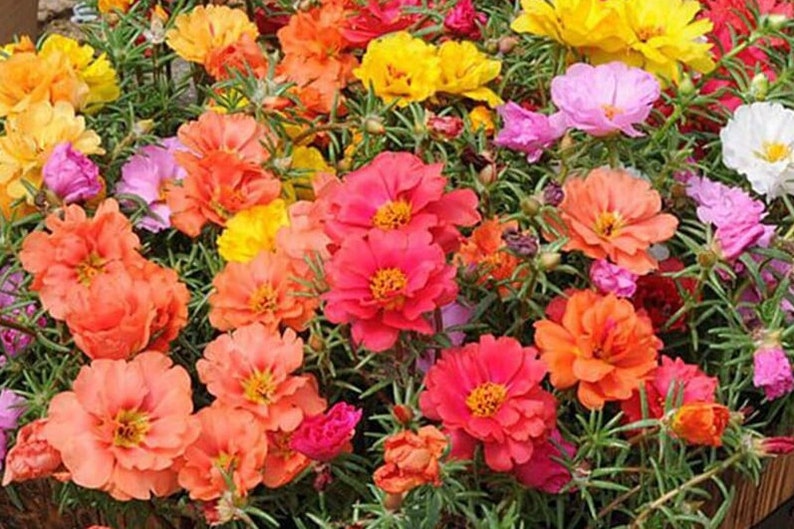 200 Double portulaca Mix moss rose Seeds image 1