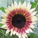 see more listings in the Flower/sunflower section