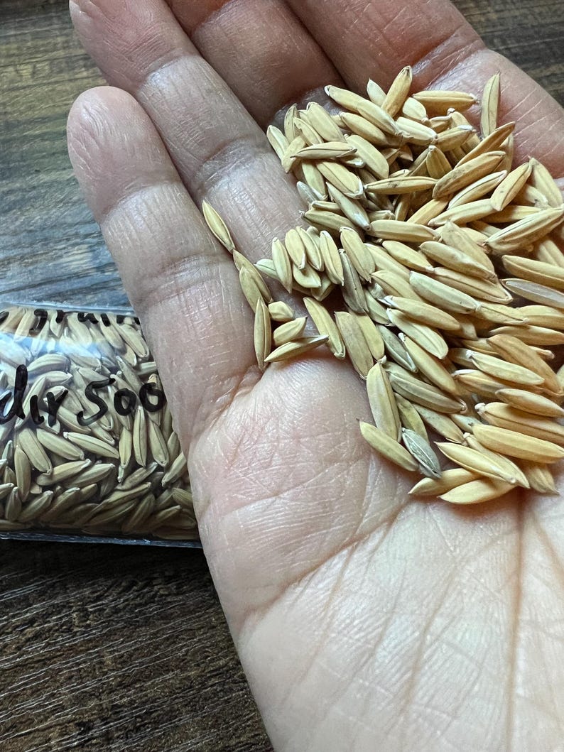 200 Long Grain Rice Seeds *052 - Etsy