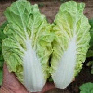 50+ Taiwan Pak Choi QD-2 Express, Hybrid seeds