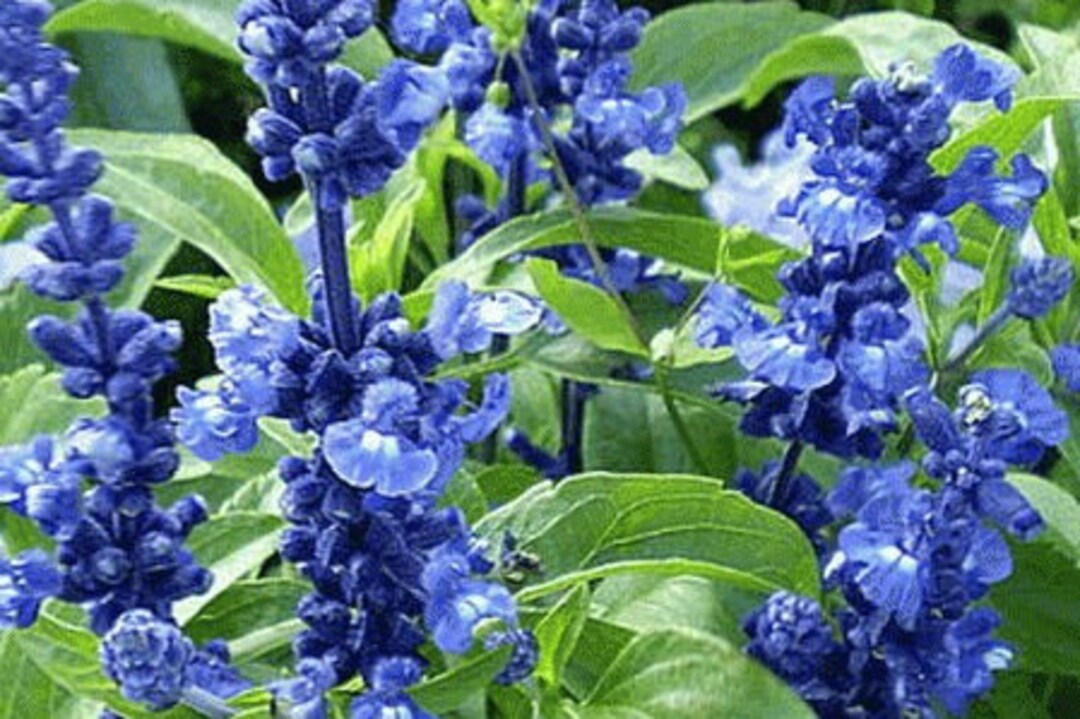 Perennial 50blue Sage Wildflower Seeds Zone 39 0196 Etsy