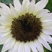 see more listings in the Flower/sunflower section