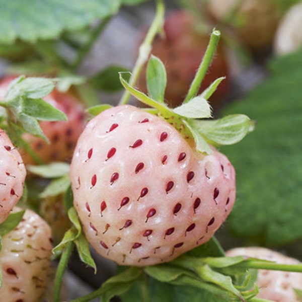 10 Pineberry strawberry bare root plants Organic