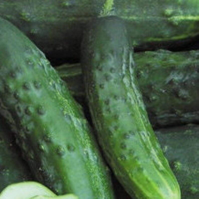 20 Japanese Climbing Cucumber Seeds Organic Etsy