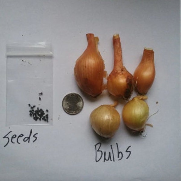 Perennial Green Mountain Potato Multiplier Onions Seeds and Bulbs Organic zone 4-9