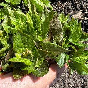 20+Perennial Caucasian Mountain Spinach seeds zone 3-9(All Perennial seeds best winter sowing