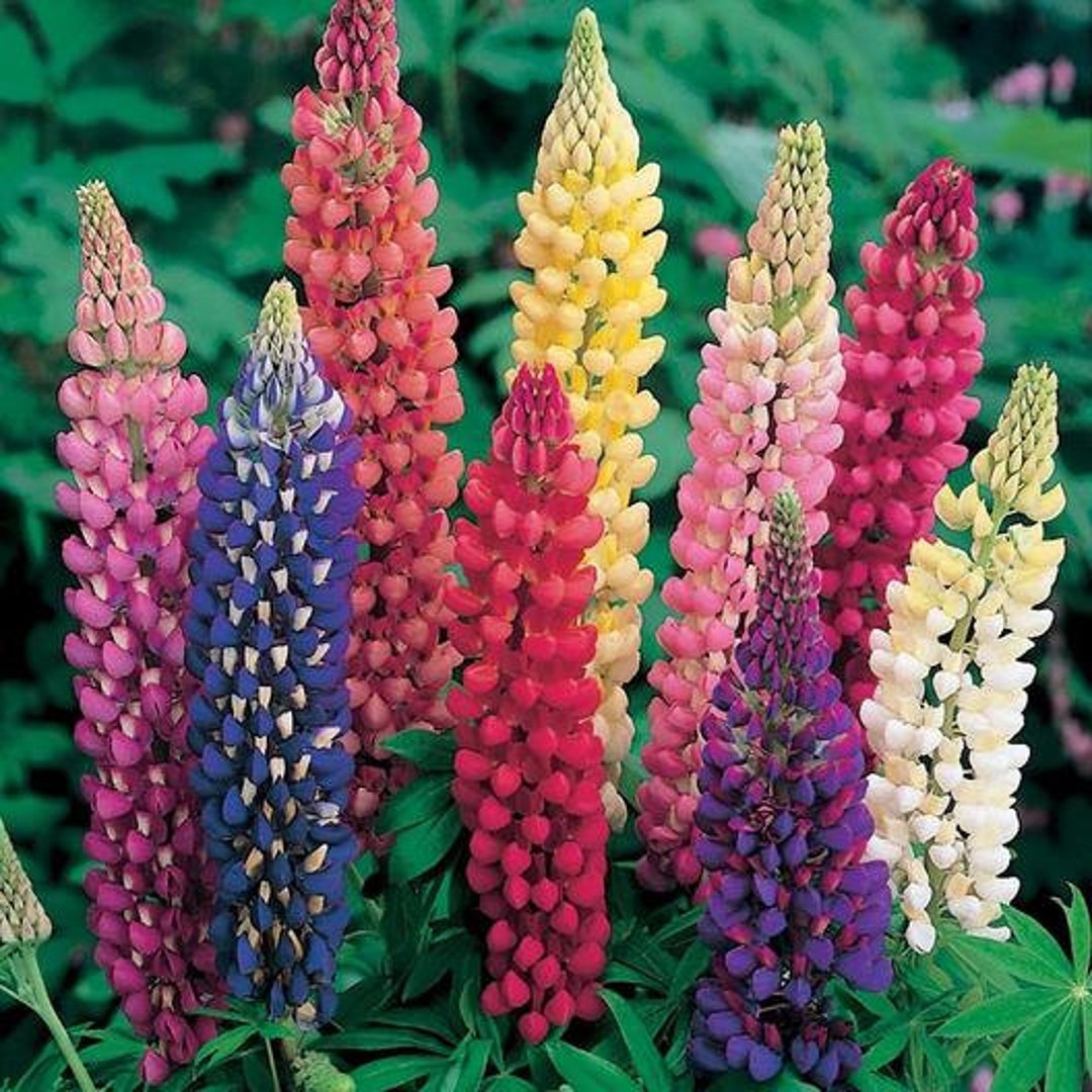 Perennial 50russell Lupine Mix Seeds Perennial - Etsy