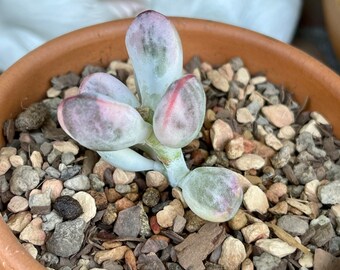 Cotyledon Orbiculata Variegated Etsy
