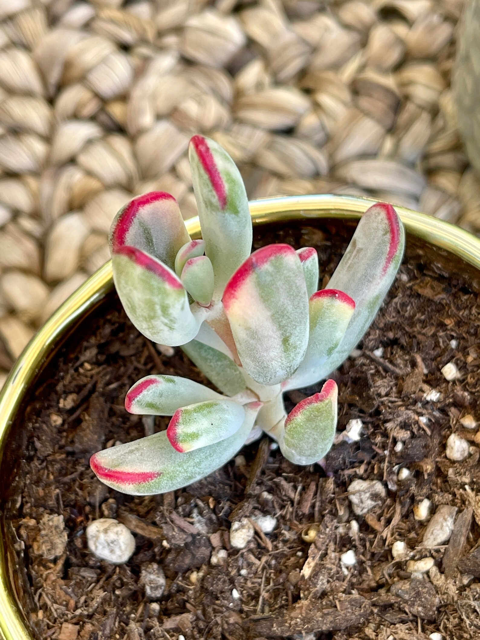 Cotyledon Orbiculata cv variegated Hoja Larga | Etsy