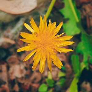 Dandelion