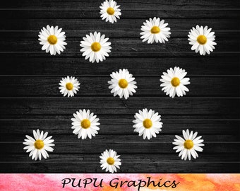 Digital Download Graphic Little Daisy PNG Printable vector clip art Wall Art Print on demand Spring Sketch Flowers T-shirt