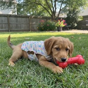 May include: A golden retriever puppy wearing a pastel-colored crochet sweater with two brown buttons. The puppy is lying in green grass and holding a red bone-shaped chew toy.