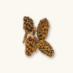 2c Magnolia Grandiflora Seed Pods | Aquarium Shrimp | Terrarium/Vivarium/Bioactive Leaf Litter | Betta Botanicals