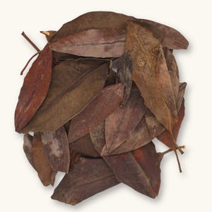 May include: A pile of dried, brown and reddish-brown eucalyptus leaves. The leaves have a variety of shapes and sizes, with visible veins and textures. Some leaves have stems attached. The background is plain white.