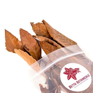 16x Loquat | Eriobotrya japonica | Aquarium Botanicals and Leaves | Terrarium/Vivarium/Bioactive Leaf Litter | Betta Botanicals