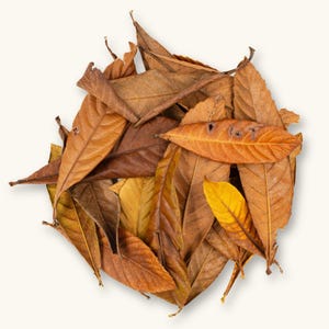 Loquat Leaves | Eriobotrya japonica