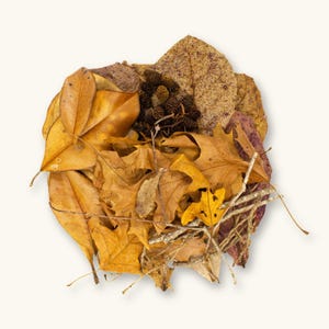 TanninBae Aquarium Botanical Starter Pack | Terrarium/Vivarium/Bioactive Leaf Litter | Botanical Variety Pack | Betta Botanicals