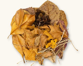 TanninBae Aquarium Botanical Starter Pack | Terrarium/Vivarium/Bioactive Leaf Litter | Botanical Variety Pack | Betta Botanicals