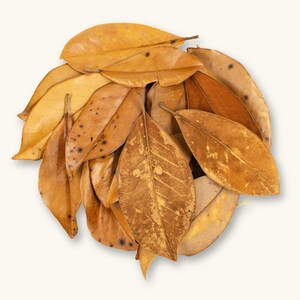 20c Southern Magnolia Leaves | Aquarium Leaves | Terrarium/Vivarium/Bioactive Enclosure | Betta Botanicals