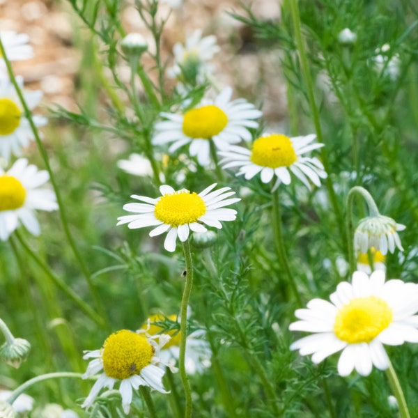 Roman Chamomile Hydrosol - Skin Soothing, Calming Aromatherapy Spray