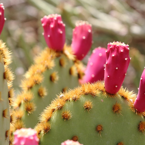 Prickly Pear Seed Oil Organic Cold Pressed Unrefined