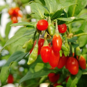 Goji Berry Seed Oil Cold Pressed Unrefined - Natural Skincare Ingredients
