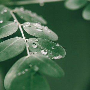 Moringa Oil Virgin Organic Cold Pressed Unrefined image 2