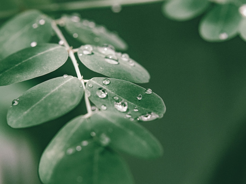 Moringa Oil Virgin Organic Cold Pressed Unrefined image 2