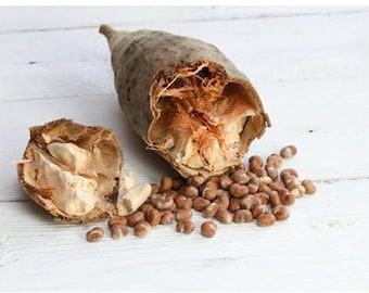 Olio di semi di Baobob biologico spremuto a freddo non raffinato - Prodotto base olistico multiuso per la cura della pelle