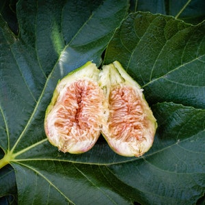 Golden Fig Seed Oil Cold Pressed Unrefined - Glow Restore and Naturally Exfoliating Face and Body Oil