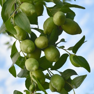 Golden Jojoba Oil Organic Cold Pressed Unrefined - Luxurious Rich Multi-Purpose Oil for Healthy Skin and Hair