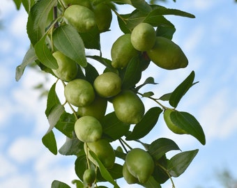 Olio di jojoba dorato biologico spremuto a freddo non raffinato - Olio ricco e lussuoso multiuso per pelle e capelli sani