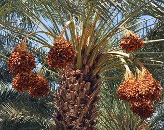 Dattier Du Desert Date Oil Cold Pressed Unrefined - Luxurious and Nourishing - Delicately Produced and Ethically Harvested