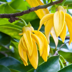 Ylang Ylang Hydrosol Organic - Fresh, Floral Aroma - Soothing, Aromatic and Skincare Treat