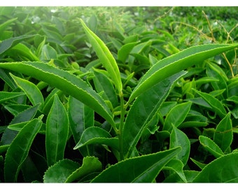 Green Tea Extract Oil Organic
