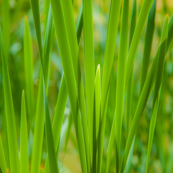 Sweet Grass Hydrosol Organic