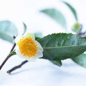 Camellia Sinensis Oil Organic Cold Pressed Unrefined
