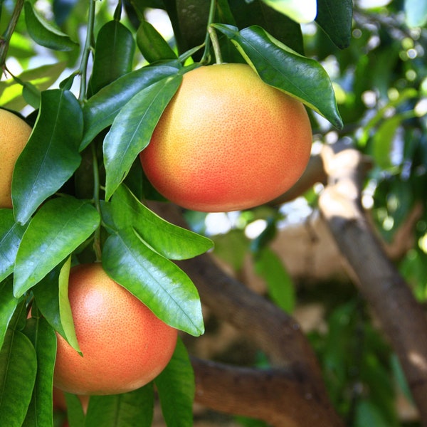 Grapefruit (Pink) Essential Oil Organic