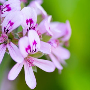 Rose Geranium Hydrosol Organic