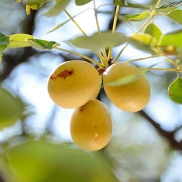 Marula Oil Organic Cold Pressed Unrefined - Skincare Teasure Wildcrafted in Namibia - Barrier Protector, Skincare and Haircare Wonder Oil