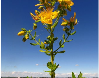 St. John's Wort Hydrosol Organic