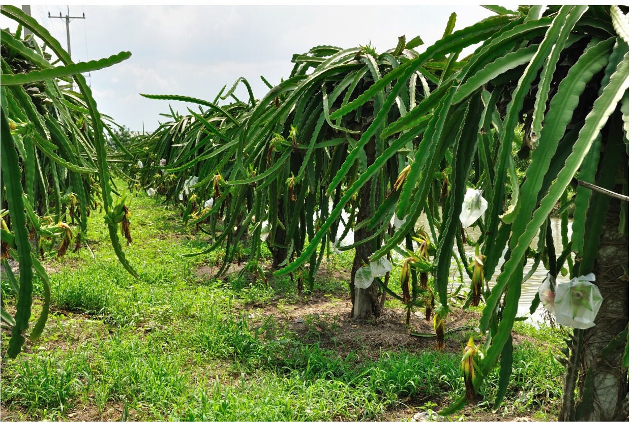 Dragonfruit Seed Oil