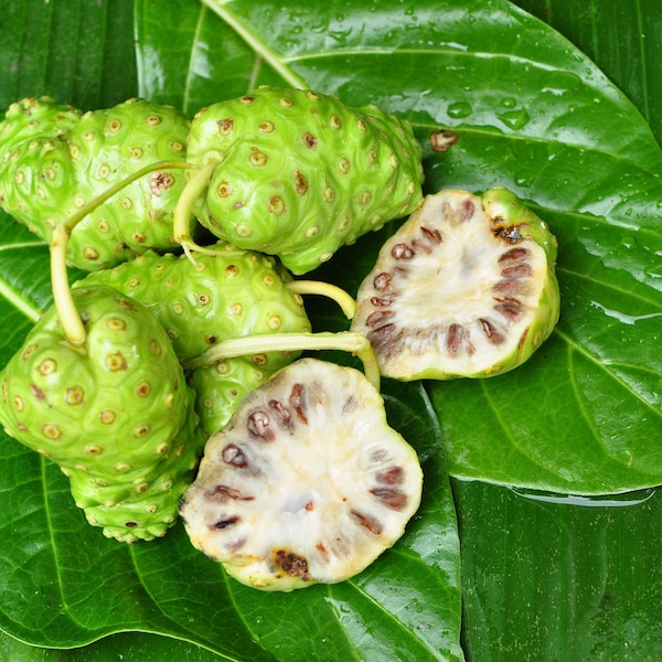 Wild Harvested Noni Fruit Seed Oil Cold Pressed Unrefined