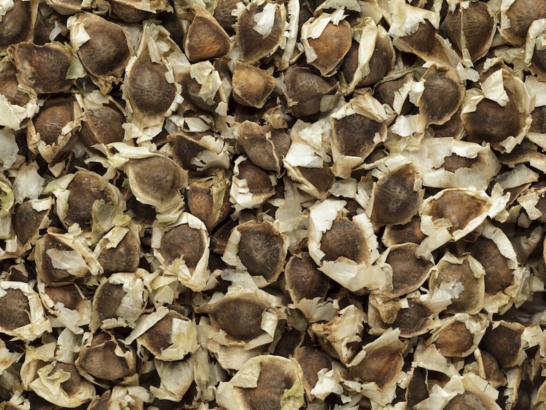 Moringa Oil Virgin Organic Cold Pressed Unrefined image 3