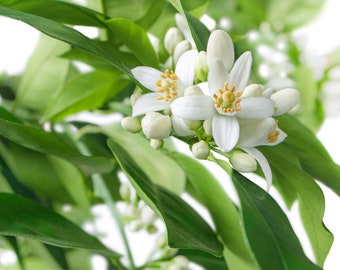 Neroli Hydrosol Organic - Fresh, Enchanting Aroma - Calming, Indulgent Aromatic and Skincare Treat