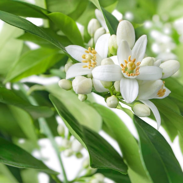 Neroli Hydrosol Organic - Aroma fresco e incantevole - Trattamento aromatico e per la cura della pelle calmante e indulgente